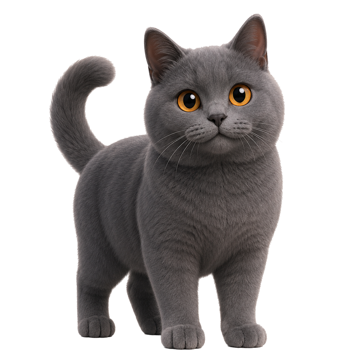 Chartreux on Wefido
